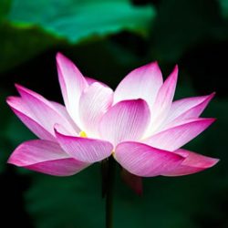 traditionelle Thaimassage in Berlin